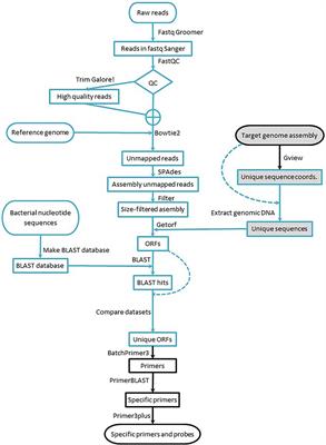 Design of Bacterial Strain-Specific qPCR Assays Using NGS Data and Publicly Available Resources and Its Application to Track Biocontrol Strains